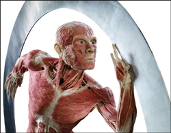 Gunther von Hagens Body Worlds